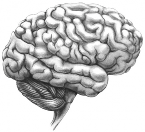 Brain 2